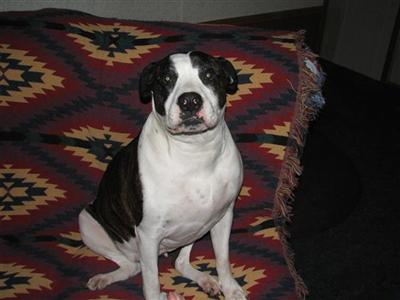 Dogs - American Bulldog